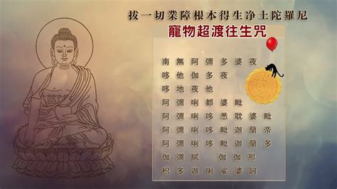 狗狗往生咒|佛教寵物超渡：念寵物往生咒的重要性